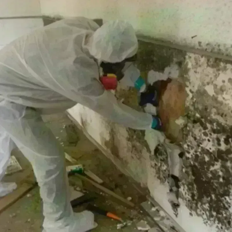 Mold Remediation and Removal in South Taft, CA